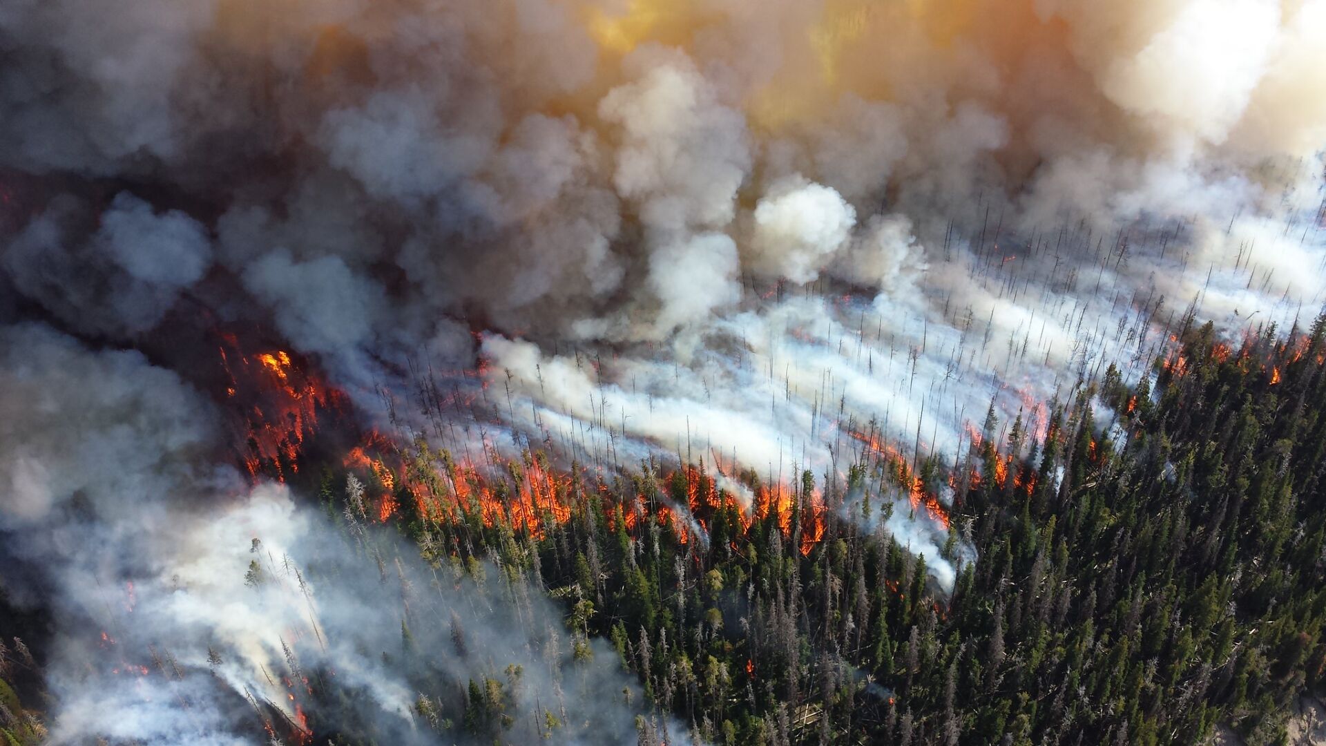 FIRE TREES